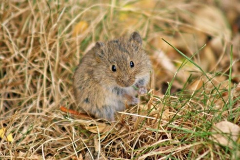 Мышевидные грызуны угрожают посевам в ряде районов Дагестана