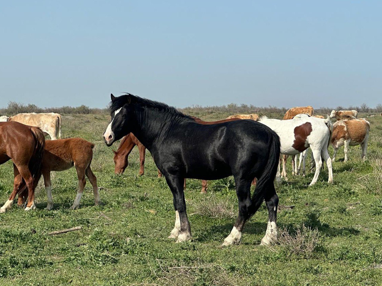 Фермер на севере Дагестана организовал разведение верблюдов