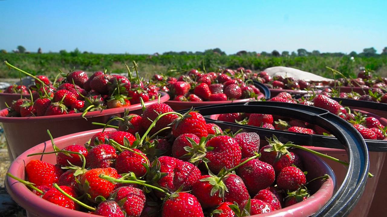 Дагестанскую клубнику будут продавать на мини-рынках Москвы