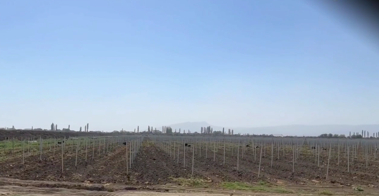 В Дербентском районе закладывают 300 га новых виноградников в рамках инвестпроекта