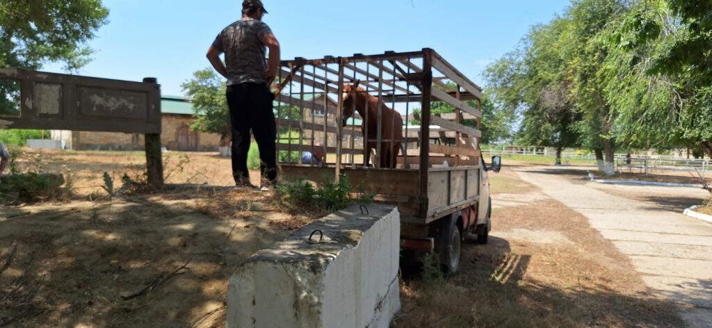 Сыну участника СВО подарили коня