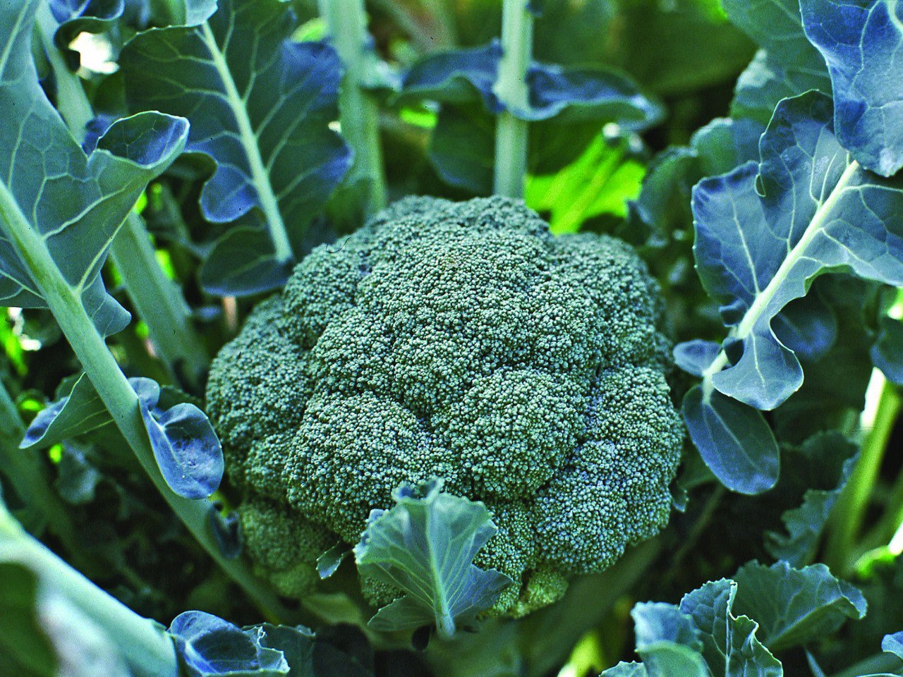 В Дагестане начали выращивать брокколи и пекинскую капусту