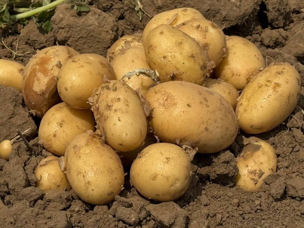 В Дагестане аграрии собрали 330 тысяч тонн урожая картофеля