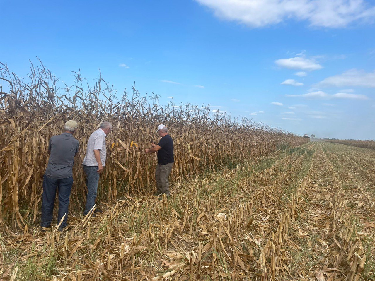 В Хасавюртовском районе началась уборка кукурузы