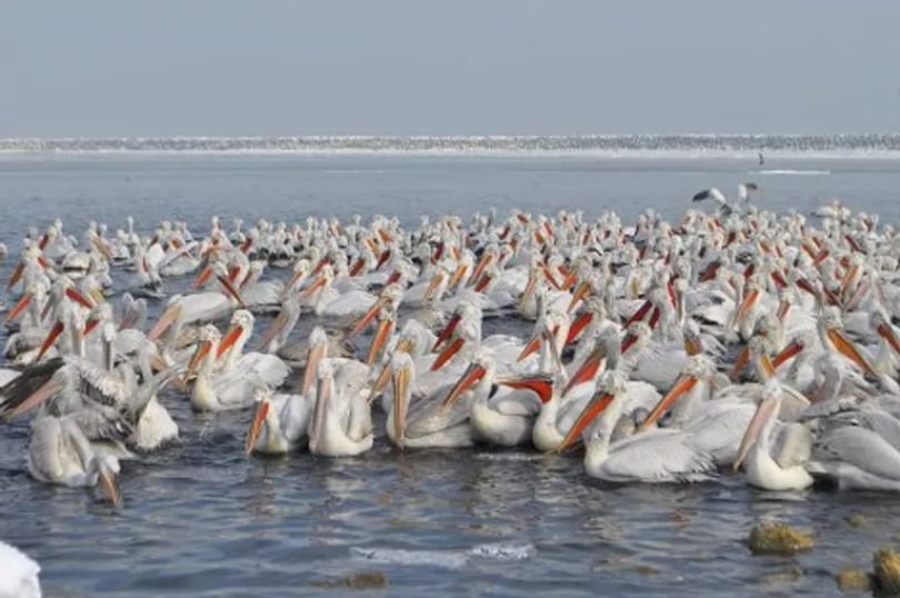 Экологи назвали возможную причину гибели краснокнижных пеликанов в Дагестане