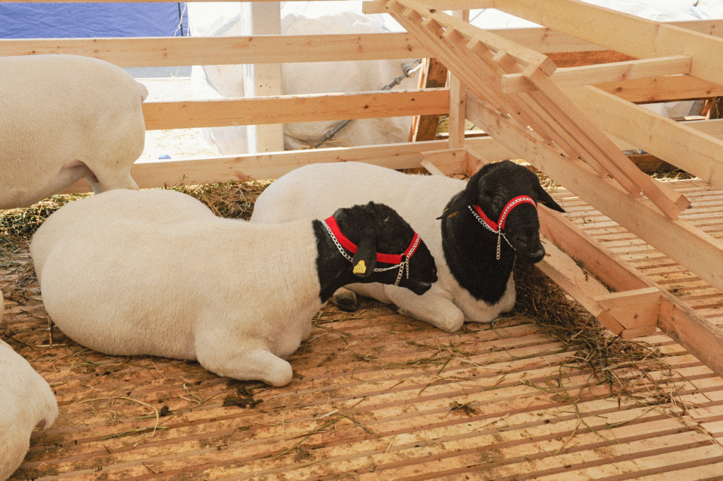 Более 13 тыс. ягнят родилось в Дагестане с начала 2025 года