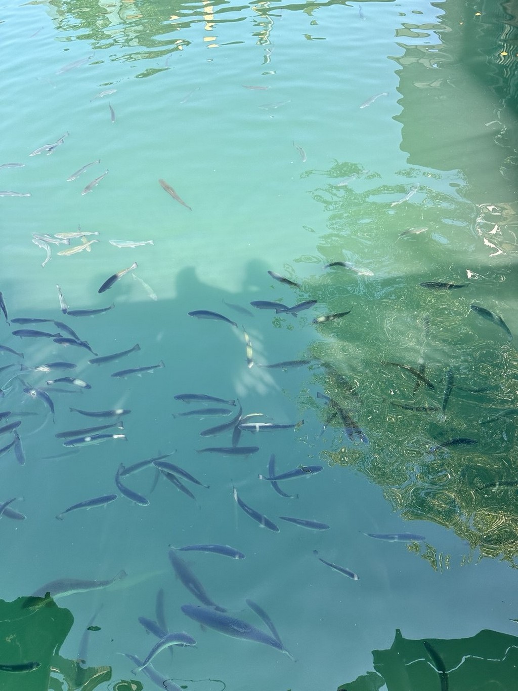 Площадь прудов для рыбоводства в Дагестане увеличилась на 20%