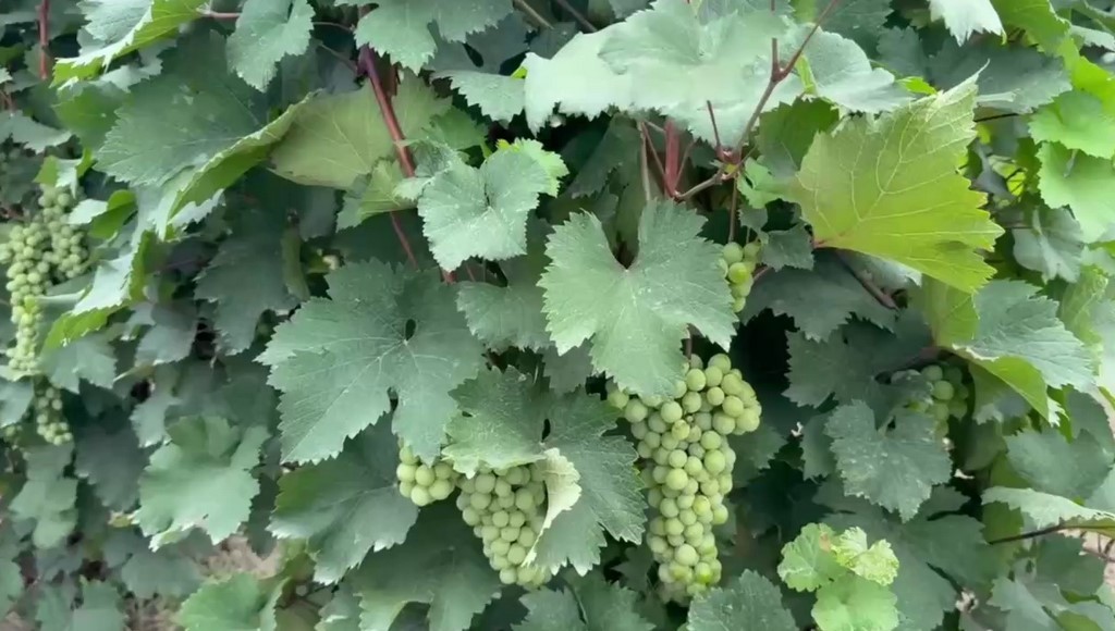 В Дагестане начался сбор урожая для производства вина