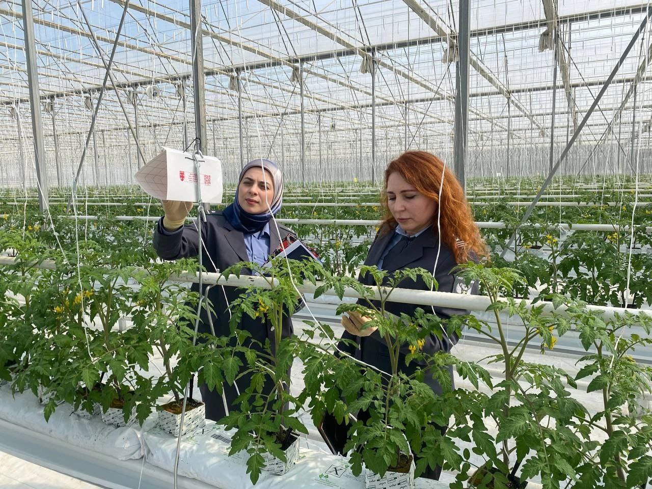 В Дагестане проверят теплицы на наличие опасных вредителей