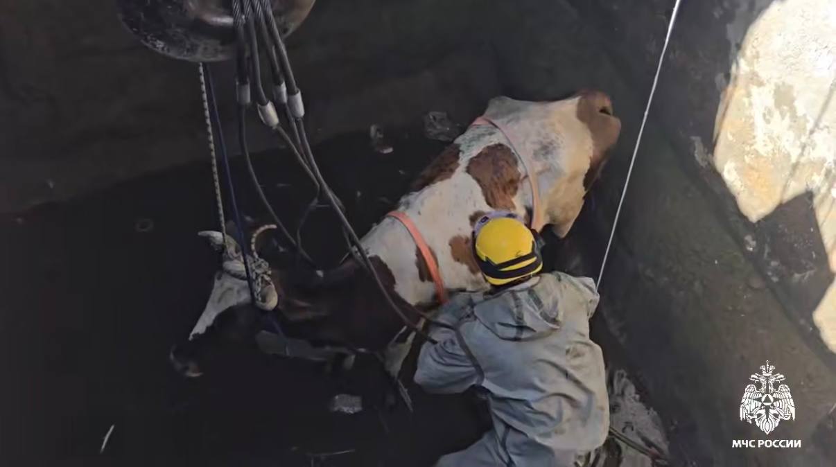 По сигналу ЦУР в Махачкале спасли корову