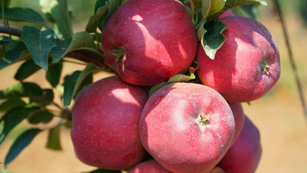 Урожай плодов в Дагестане в 2024 году достигнет 230 тысяч тонн