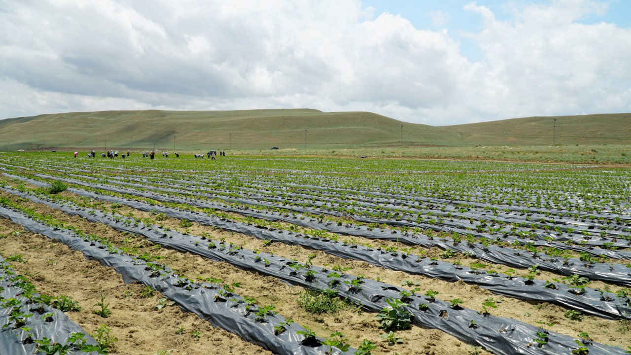 В Дагестане возрос объем производства посадочного материала овощей собственного производства