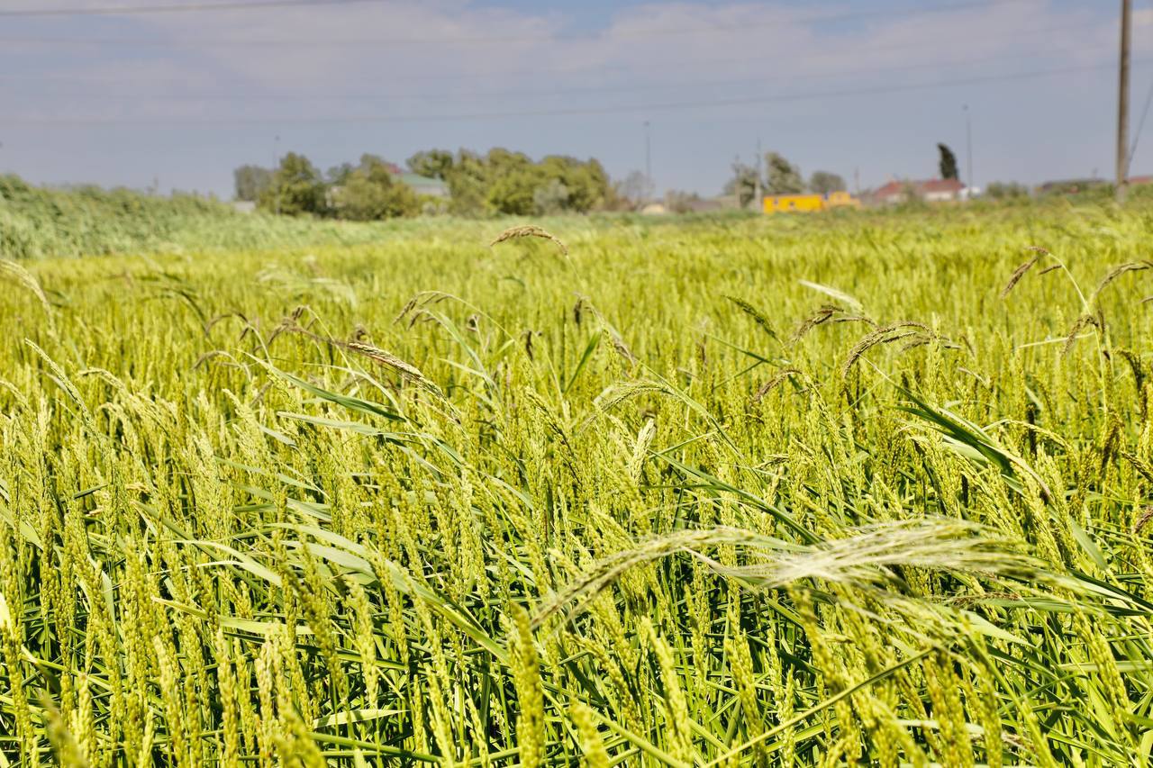 Аграрии Дагестана активно засеивают рисовые поля элитными семенами – Россельхозцентр