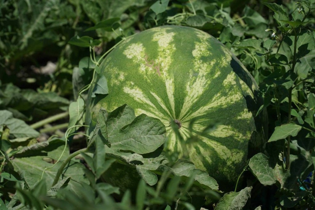 Дагестан в 2025 году сохранил площади, которые засеет бахчевыми