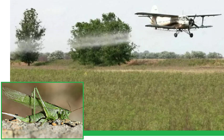 В Дагестане против саранчи обработали около 29 тысяч гектаров сельхозземель