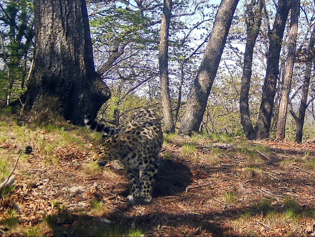 Жители СКФО могут дать имя котенку леопарда