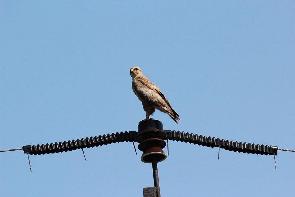 В Дагестане линии электропередачи оборудуют специальными птицезащитными устройствами