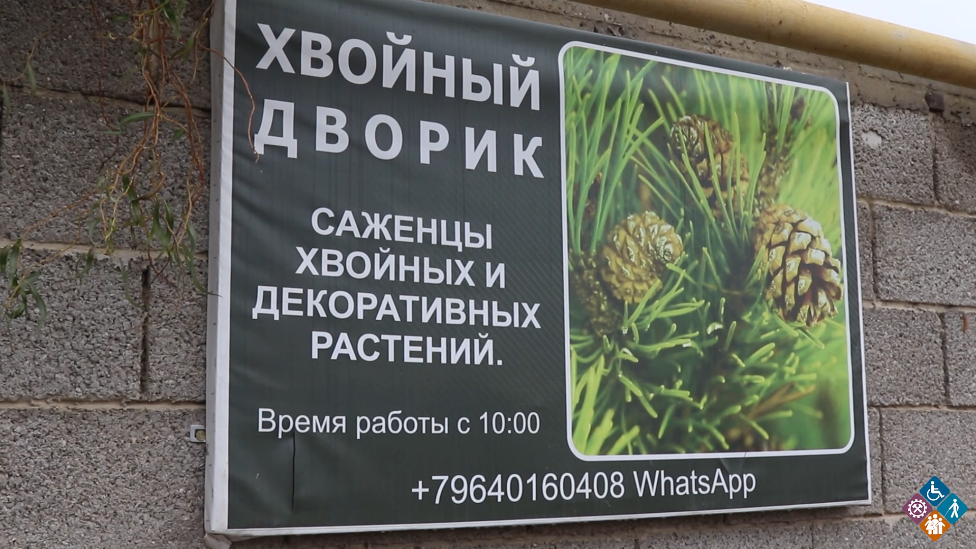 Социальный контракт помог Написат Магомедовой из Дагестана заняться выращиванием декоративных растений