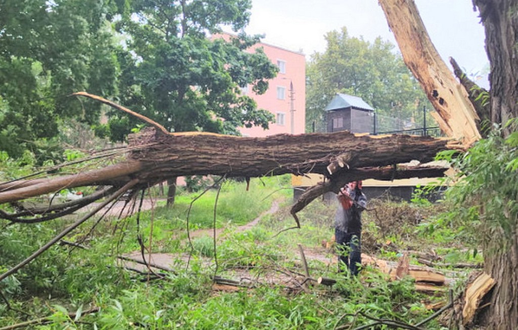 Поваленные деревья и поврежденные автомобили: последствия непогоды в Дагестане