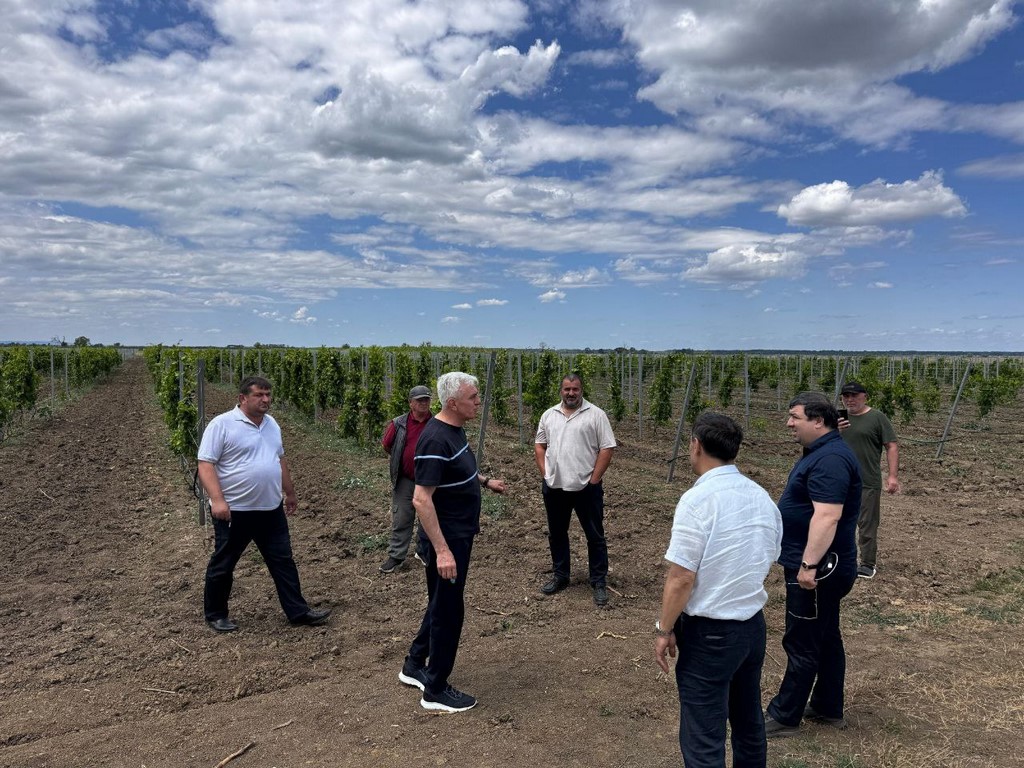 В Дагестане проверили состояние молодых виноградников в хозяйствах Хасавюртовского района