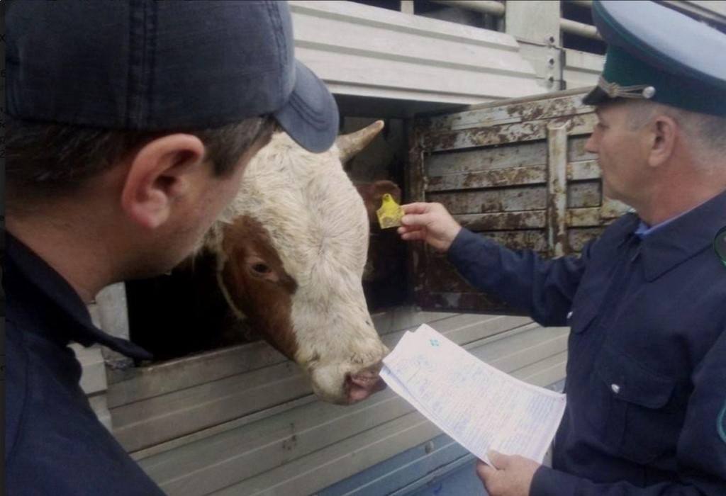 В Дагестане Россельхознадзором проконтролирован вывоз более 56 тысяч животных