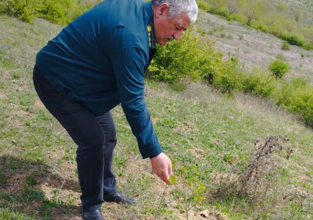 В Дагестане работами по лесовосстановлению охватят 500 га территорий