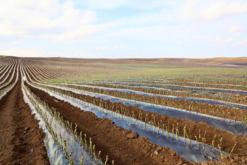 Агропромышленный комплекс Дагестана лидирует во многих подотраслях среди регионов России