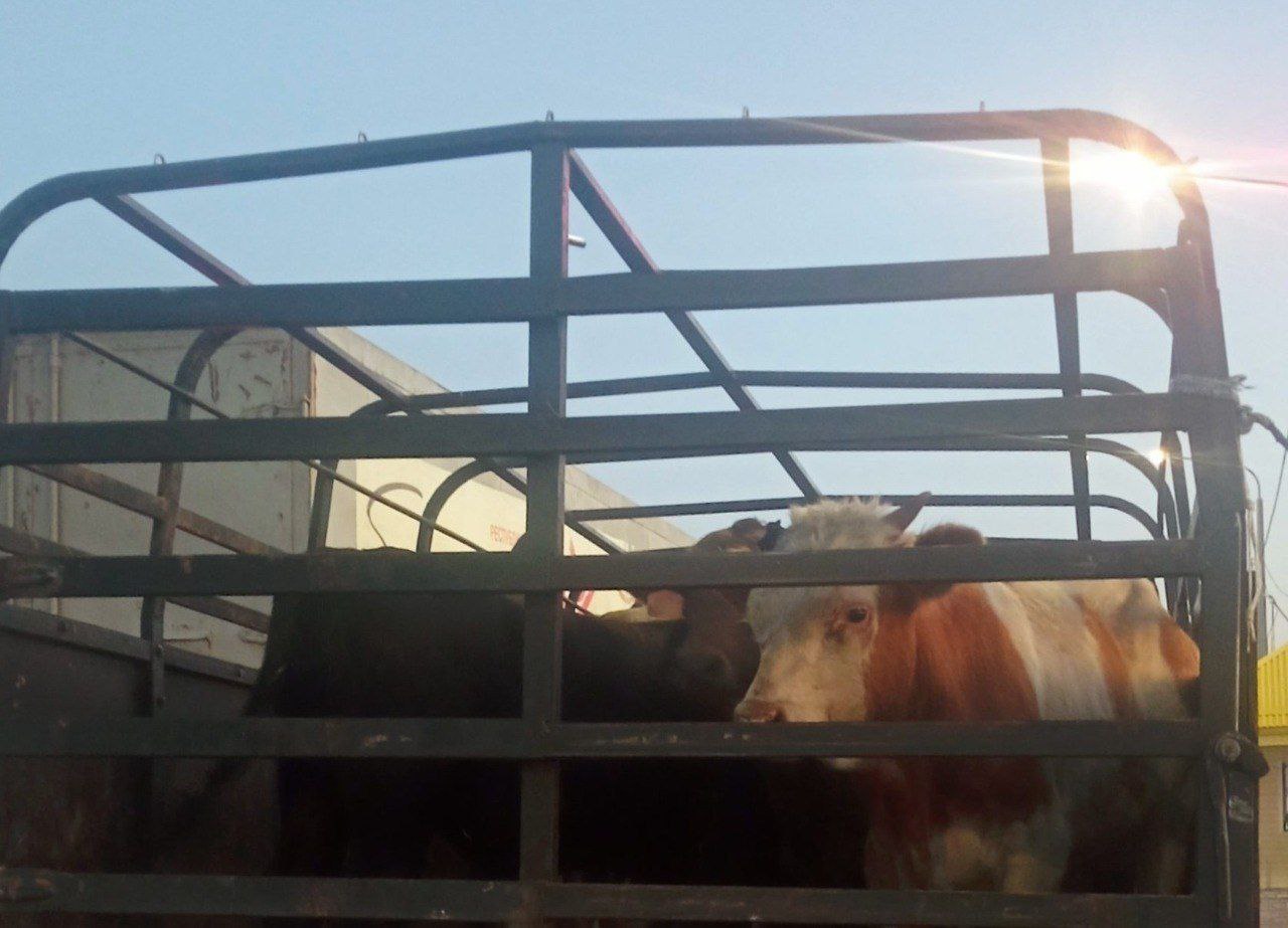 Россельхознадзор усилил контроль за перемещением животных в Дагестане