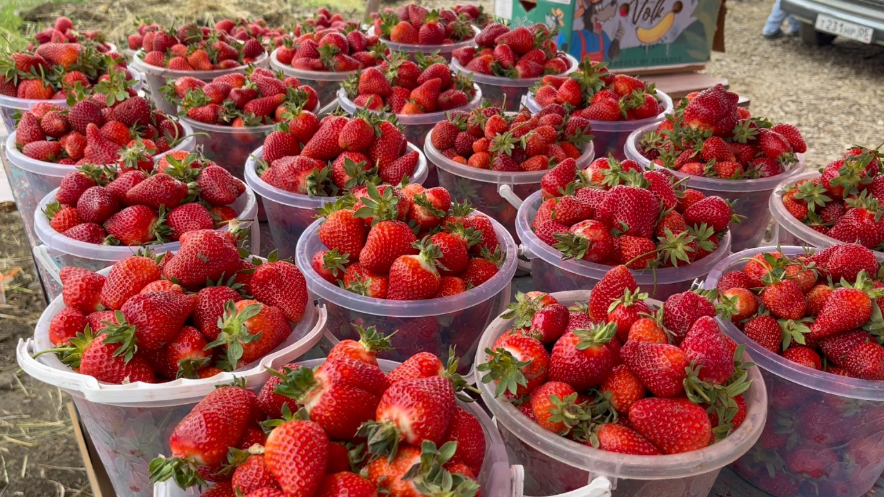 В Дербентском районе начался сезон сбора клубники