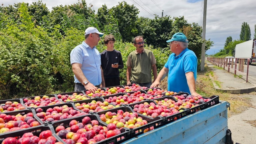 Дагестан первым в России приступил к уборке сливы