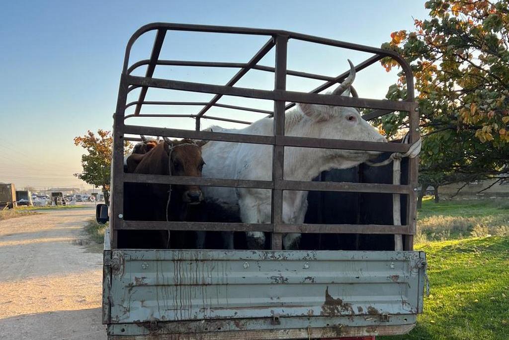 В Дагестане выявлено более 250 нарушений при перевозке домашнего скота