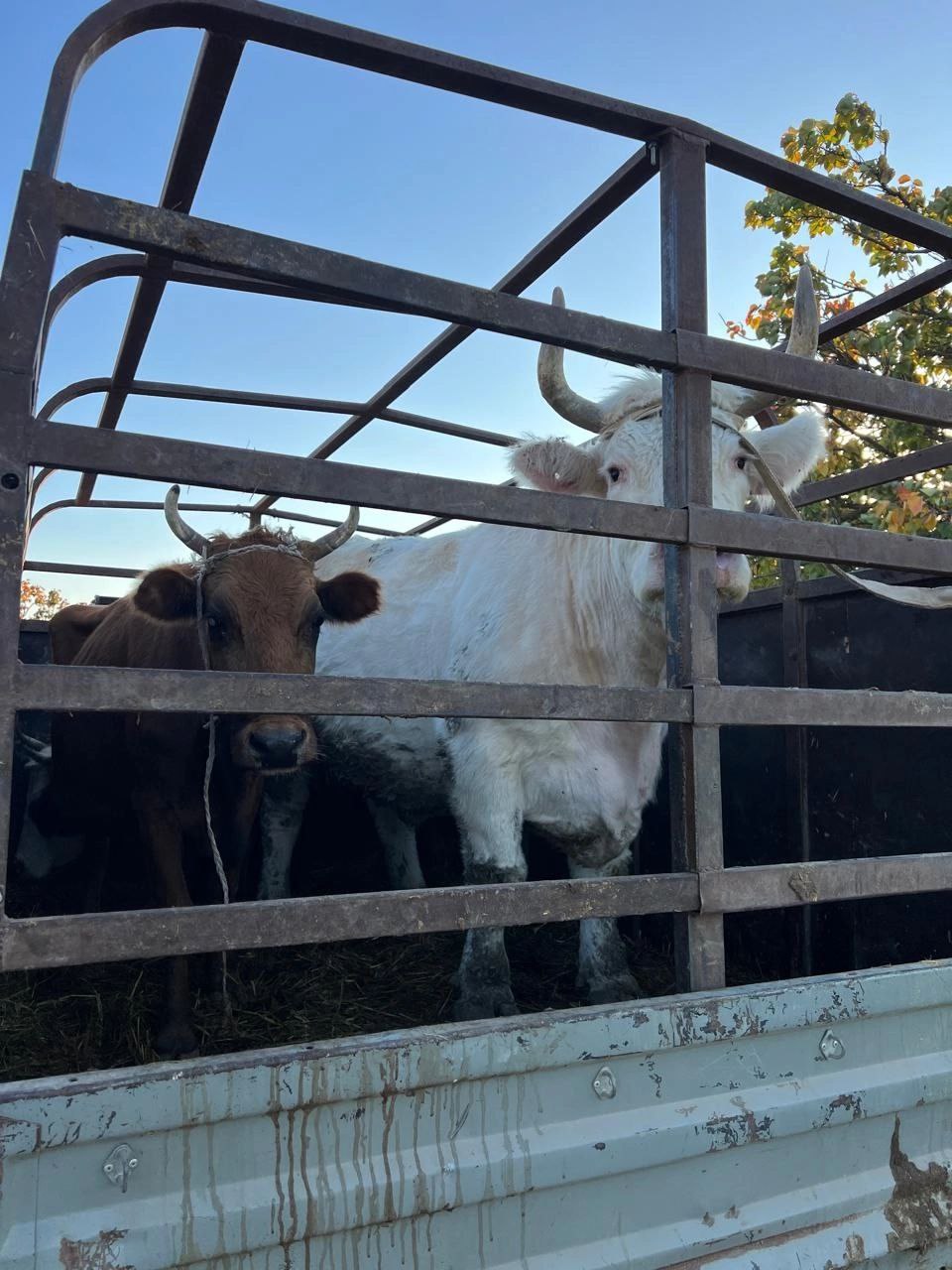 В Дагестане выявили незаконную перевозку более 170 голов скота