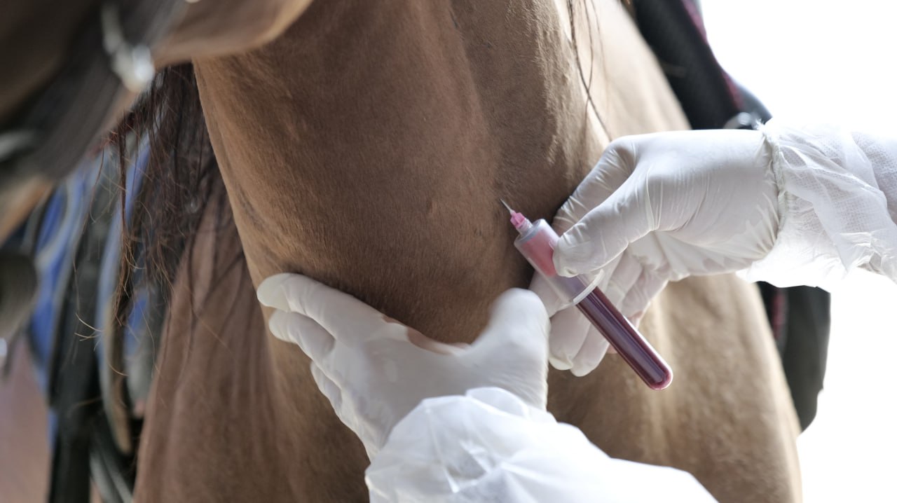 В Махачкале прошли межрегиональные учения по ликвидации условного очага сапа лошадей