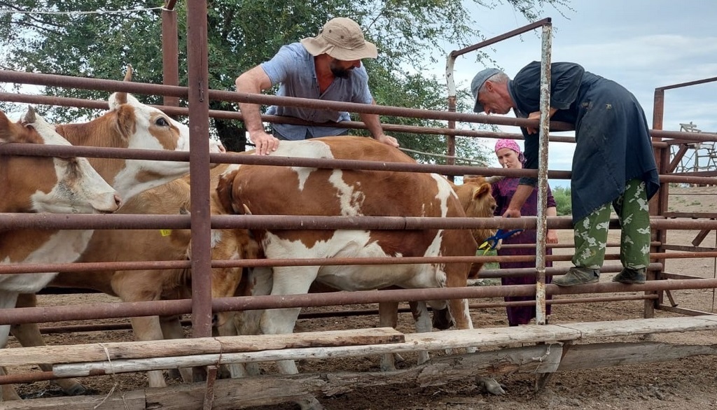 Биркование КРС проводят в Кизлярском районе