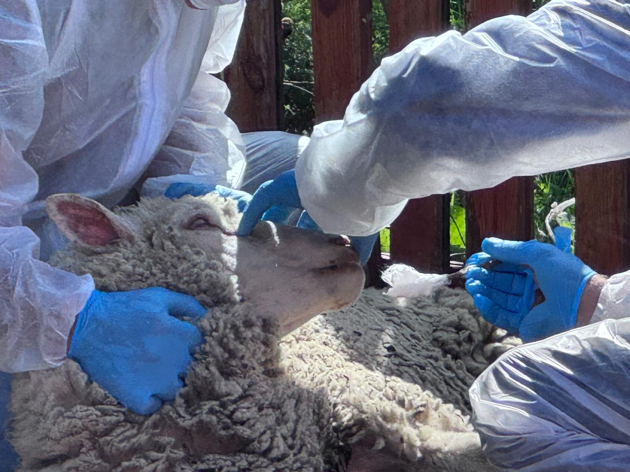 В Дагестане провели учения по ликвидации условного очага ящура