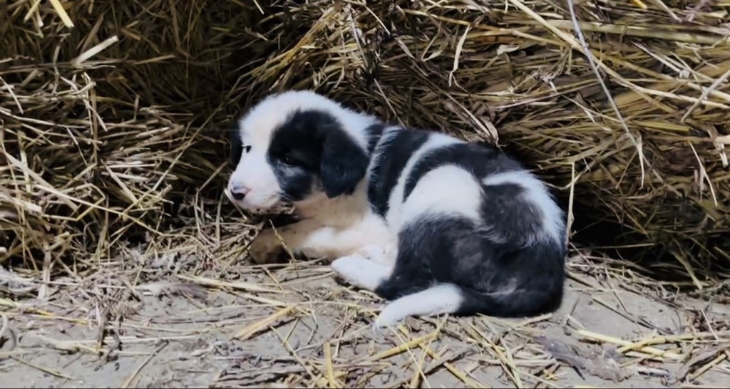 Студенты-медики Дагестана посетили приют для животных с благотворительной акцией
