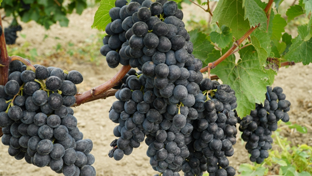 Дагестан вышел на первое место в России по сбору винограда в 2020 году