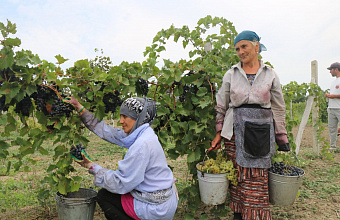 В Каякентском районе уборка винограда подходит к завершению