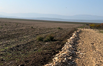 В Каякентском районе выявили около 70 га несуществующих виноградников