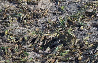 В Дагестане на наличие саранчи обследовано 292 тыс. га земель