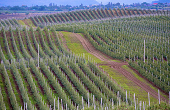 Дагестан поставит в Крым и на Кубань более 1,3 млн саженцев винограда