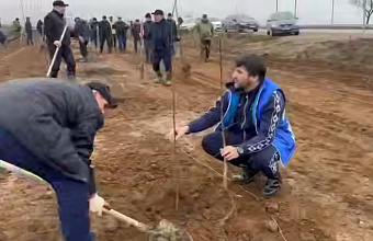 В Дагестане высадили более одной тысячи деревьев в честь участников СВО
