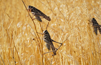 Минсельхозпрод Дагестана опроверг информацию о нашествии саранчи и ЧС