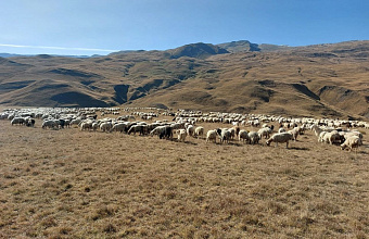 В одном из сельхозпредприятий Дагестана выявлены нарушения в части содержания домашнего скота