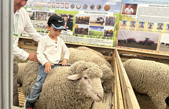 В Дагестане впервые проведут аукцион племенных овец
