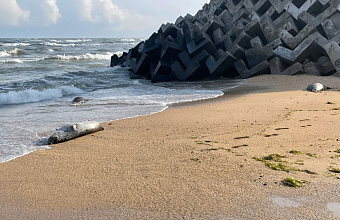 Минприроды Дагестана пояснило факты наличия туш погибших тюленей на побережье