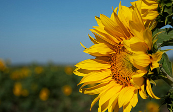 Урожай подсолнечника в Дагестане в 2025 году вырос на 14%