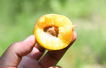 Аграрии Дагестана намерены собрать около 25 тысяч тонн абрикосов