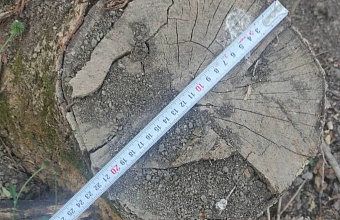 В Хасавюрте выявлен факт незаконной рубки деревьев