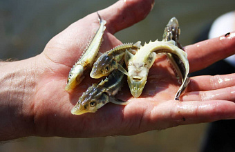 Переработка рыбы в Дагестане выросла на 14% в 2025 году